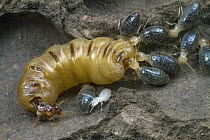 Higher Termite (Cubitermes pallidiceps) queen being groomed by workers, Gorongosa National Park, Mozambique