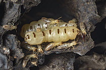Soil-feeding Termite (Apicotermes sp) workers and two queens, Gorongosa National Park, Mozambique