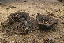 Termite alates in launching pads of colony, Gorongosa National Park, Mozambique