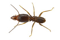 Termite (Pseudacanthotermes sp) soldier, Gorongosa National Park, Mozambique