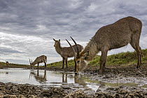 Waterbuck (Kobus ellipsiprymnus) trio at waterhole, Gorongosa National Park, Mozambique