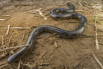 Beaked Blind Snake (Afrotyphlops mucruso), Gorongosa National Park, Mozambique