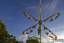 Owlfly (Tmesibasis scopsi), Gorongosa National Park, Mozambique
