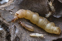 Soil-feeding Termite (Apicotermes sp) queen and king surrounded by workers, Gorongosa National Park, Mozambique