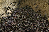 Ant (Megaponera analis) pupae being guarded by workers during move of entire colony, Gorongosa National Park, Mozambique