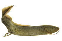African Lungfish (Protopterus annectens), Gorongosa National Park, Mozambique