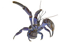 Coconut Crab (Birgus latro) in defensive posture, Vamizi Island, Mozambique