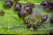 Ant (Crematogaster sp) group tending to scale insects, Gorongosa National Park, Mozambique