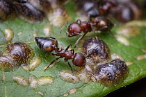 Ant (Crematogaster sp) pair tending to scale insects, Gorongosa National Park, Mozambique