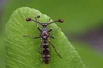 Stalk-eyed Fly (Diasemopsis sp), Gorongosa National Park, Mozambique