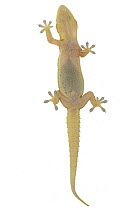 Moreau's Tropical House Gecko (Hemidactylus mabouia), Gorongosa National Park, Mozambique