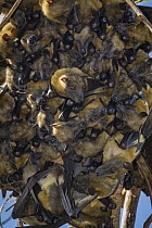 Straw-colored Fruit Bat (Eidolon helvum) group roosting, Maputo, Mozambique
