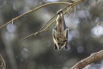 Straw-colored Fruit Bat (Eidolon helvum) roosting, Maputo, Mozambique