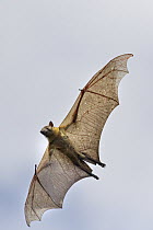 Straw-colored Fruit Bat (Eidolon helvum) flying, Maputo, Mozambique