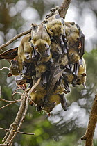 Straw-colored Fruit Bat (Eidolon helvum) group roosting, Maputo, Mozambique