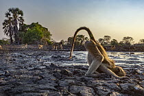 Yellow Baboon (Papio cynocephalus) group at waterhole in dry season, Gorongosa National Park, Mozambique