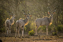 Greater Kudu (Tragelaphus strepsiceros) sub-adult males, Gorongosa National Park, Mozambique