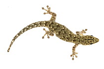 Dwarf Yellow-headed Gecko (Lygodactylus luteopicturatus), Gorongosa National Park, Mozambique