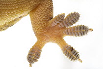 Flathead Leaf-toed Gecko (Hemidactylus platycephalus) foot pads showing scales which enable it to climb vertical surfaces, Gorongosa National Park, Mozambique