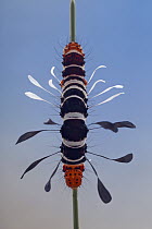 Dice Moth (Rhanidophora ridens) caterpillar, Gorongosa National Park, Mozambique