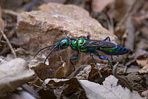 Cockroach Wasp (Ampulex sp), Gorongosa National Park, Mozambique
