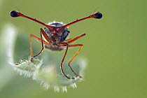 Stalk-eyed Fly (Diasemopsis fasciata), Gorongosa National Park, Mozambique