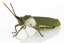 Grasshopper (Taphronota calliparea) producing toxic foam as defensive mechanism, Gorongosa National Park, Mozambique