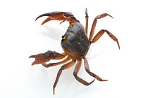 Crab (Potamonautes gorongosa), newly discovered species, Gorongosa National Park, Mozambique