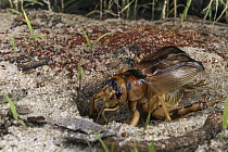 Tobacco Cricket (Brachytrupes membranaceus) at burrow, Gorongosa National Park, Mozambique