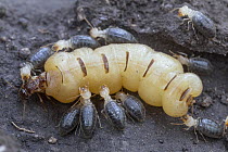Higher Termite (Cubitermes pallidiceps) queen being groomed by workers, Gorongosa National Park, Mozambique