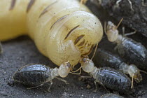Higher Termite (Cubitermes pallidiceps) workers collecting eggs laid by queen, Gorongosa National Park, Mozambique