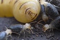 Higher Termite (Cubitermes pallidiceps) workers collecting eggs laid by queen, Gorongosa National Park, Mozambique