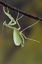 Giant Green Mantis (Sphodromantis gastrica) spreading wings after moulting, Gorongosa National Park, Mozambique
