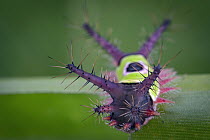 Cup Moth (Acharia apicalis) caterpillar, Costa Rica