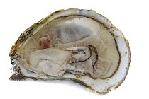 Oyster Crab (Pinnotheres ostreum) living in gills of oyster, Cape Neddick, Maine