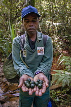 Madagascan Emerald Giant Pill Millipede (Zoosphaerium neptunus) group held by guide, Maromizaha Reserve, Madagascar