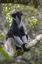 Indri (Indri indri) calling, Maromizaha Reserve, Madagascar