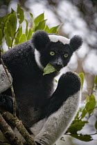 Indri (Indri indri) feeding in tree, Maromizaha Reserve, Madagascar