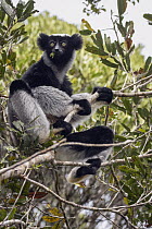 Indri (Indri indri) feeding in tree, Maromizaha Reserve, Madagascar
