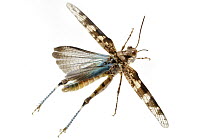 Grasshopper (Sphingonotus sp) flying, Gorongosa National Park, Mozambique