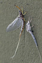 Mayfly (Ephemera mooiana) recently emerged from subimago, Gorongosa National Park, Mozambique