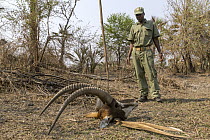 Sable Antelope (Hippotragus niger) killed by poachers, Gorongosa National Park, Mozambique
