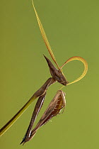 Praying Mantis (Idolomorpha dentifrons)grooming its antenna, Gorongosa National Park, Mozambique