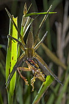 Painted Reed Frog (Hyperolius marmoratus) being eaten by Fishing Spider (Pisauridae), Gorongosa National Park, Mozambique