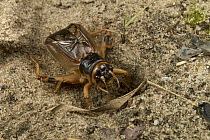 Tobacco Cricket (Brachytrupes membranaceus) at burrow, Gorongosa National Park, Mozambique