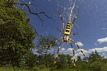 Banded-legged Golden Orb-web Spider (Nephila senegalensis), Gorongosa National Park, Mozambique