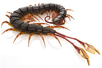 Centipede (Alipes grandidieri), Gorongosa National Park, Mozambique