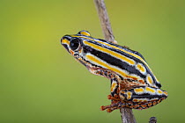 Painted Reed Frog (Hyperolius marmoratus), Gorongosa National Park, Mozambique