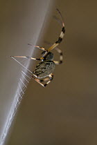 Longjawed Orb Weaver (Nephilengys cruentata) spinning web with silk, Gorongosa National Park, Mozambique