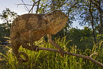 Flap-necked Chameleon (Chamaeleo dilepis), Gorongosa National Park, Mozambique